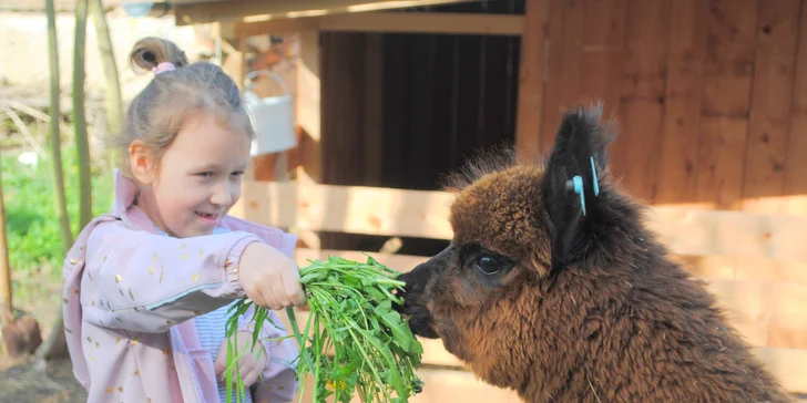 Lamatreking: procházka s alpakami i krmení, 1,5 hodiny, další osoby lze připlatit