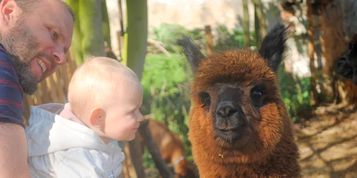 Lamatreking: procházka s alpakami i krmení, 1,5 hodiny, další osoby lze připlatit