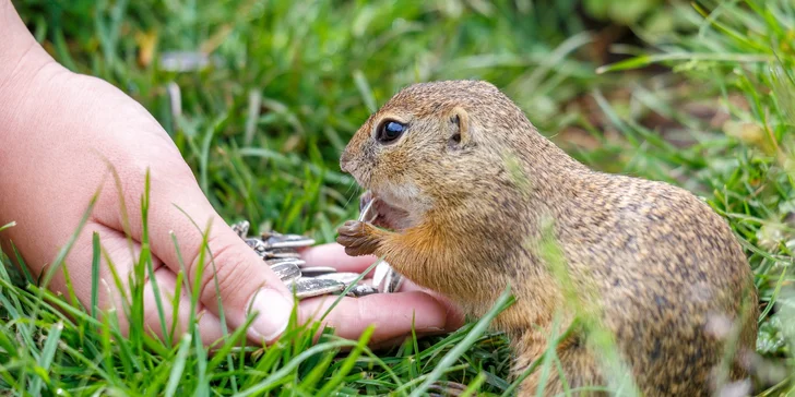 Rodinný penzion u NP Muráňská planina: snídaně, wellness i elektrokola