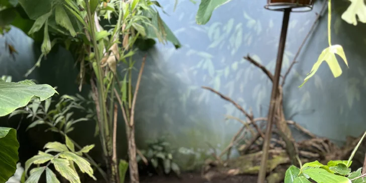 Vstupenka do pražské ZOO s online audioprůvodcem pro dítě i dospělého