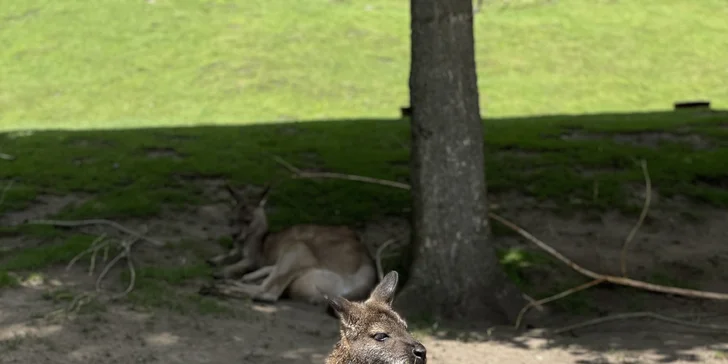 Vstupenka do pražské ZOO s online audioprůvodcem pro dítě i dospělého