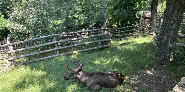 Vstupenka do pražské ZOO s online audioprůvodcem pro dítě i dospělého