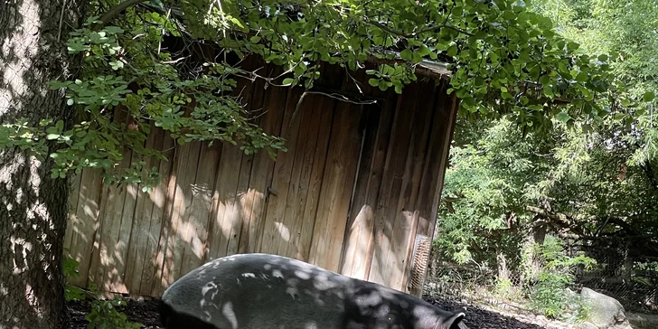 Vstupenka do pražské ZOO s online audioprůvodcem pro dítě i dospělého