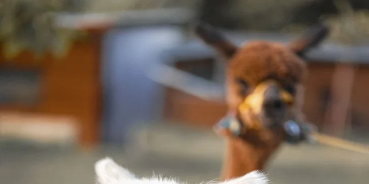 Lama trekking s naučným povídáním pro 2 dospělé a 1 dítě i více osob