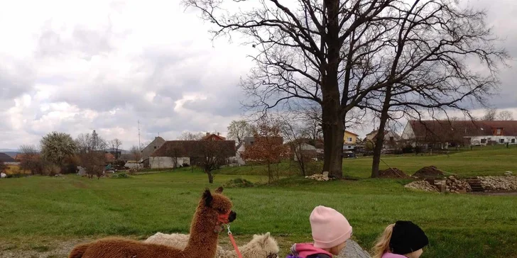 Lama trekking s naučným povídáním pro 2 dospělé a 1 dítě i více osob