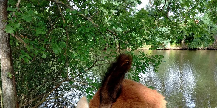 Lama trekking s naučným povídáním pro 2 dospělé a 1 dítě i více osob