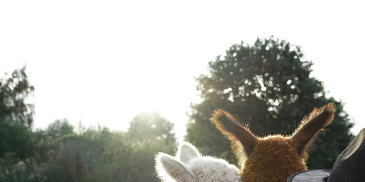Lama trekking s naučným povídáním pro 2 dospělé a 1 dítě i více osob