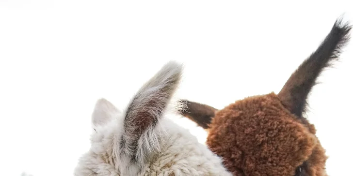 Lama trekking s naučným povídáním pro 2 dospělé a 1 dítě i více osob