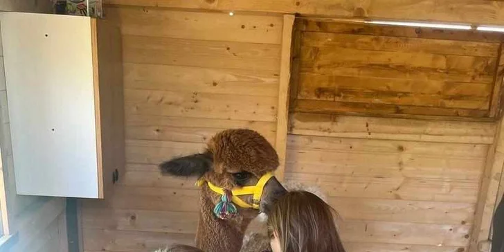 Lama trekking s naučným povídáním pro 2 dospělé a 1 dítě i více osob