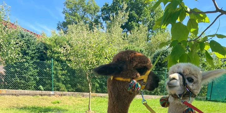 Lama trekking s naučným povídáním pro 2 dospělé a 1 dítě i více osob