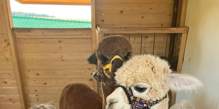 Lama trekking s naučným povídáním pro 2 dospělé a 1 dítě i více osob