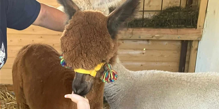 Lama trekking s naučným povídáním pro 2 dospělé a 1 dítě i více osob