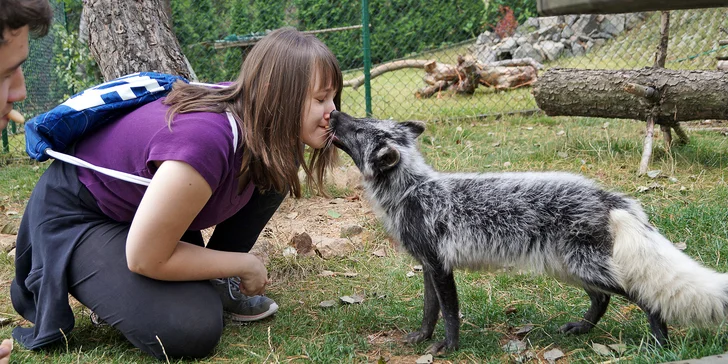 Zážitkové krmení polárních lišek i procházka s ní a prohlídka kočkovitých šelem: rysi, oceloti i karakali