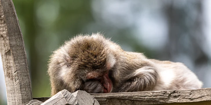Jednodenní fotokurz v zoo: Olomouc, Brno, Vyškov, Hodonín či Ostrava