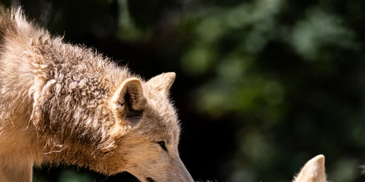 Jednodenní fotokurz v zoo: Olomouc, Brno, Vyškov, Hodonín či Ostrava