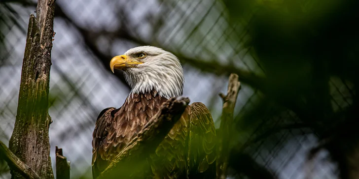 Jednodenní fotokurz v zoo: Olomouc, Brno, Vyškov, Hodonín či Ostrava