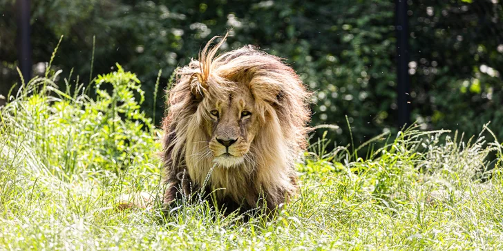 Jednodenní fotokurz v zoo: Olomouc, Brno, Vyškov, Hodonín či Ostrava
