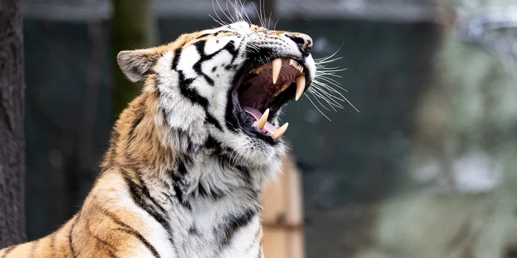 Jednodenní fotokurz v zoo: Olomouc, Brno, Vyškov, Hodonín či Ostrava