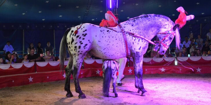 Nová show Cirkusu Šimek v Táboře: vstupenky pro děti i dospělé