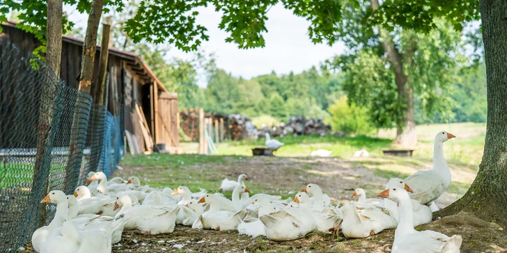 Pobyt na farmě nedaleko Kuksu s farmářskou snídaní pro pár i rodinu
