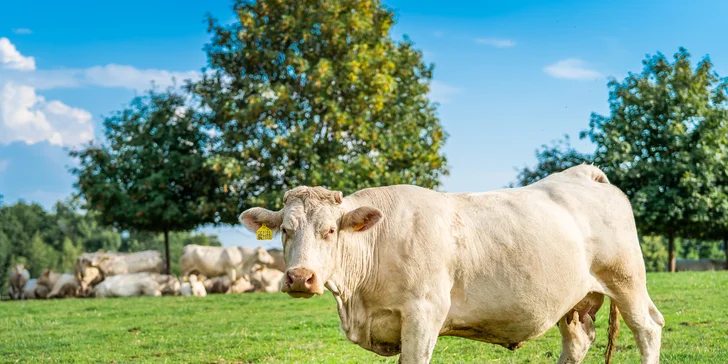 Pobyt na farmě nedaleko Kuksu s farmářskou snídaní pro pár i rodinu