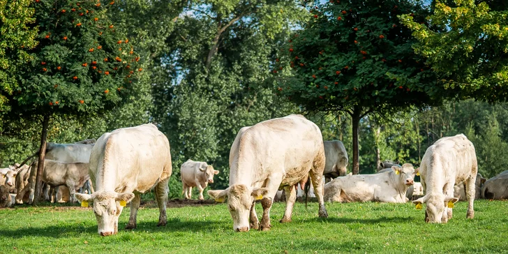 Pobyt na farmě nedaleko Kuksu s farmářskou snídaní pro pár i rodinu