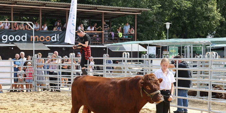 Den ve stáji: péče o koně, seznámení se zvířaty i jezdecký výcvik pro 1 až 2 osoby