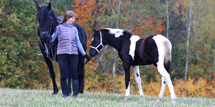 Den ve stáji: péče o koně, seznámení se zvířaty i jezdecký výcvik pro 1 až 2 osoby