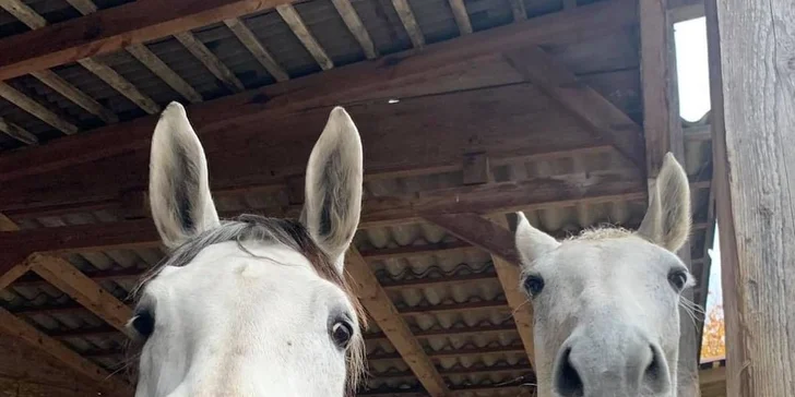Hodina ve společnosti koní: seznámení se základní péčí o koně i jízda v délce 15 minut
