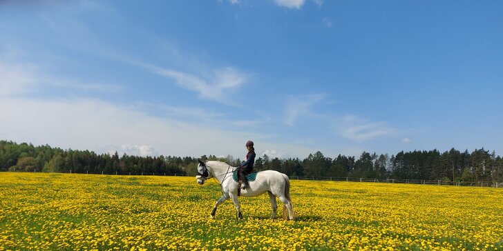 Hodina ve společnosti koní: seznámení se základní péčí o koně i jízda v délce 15 minut