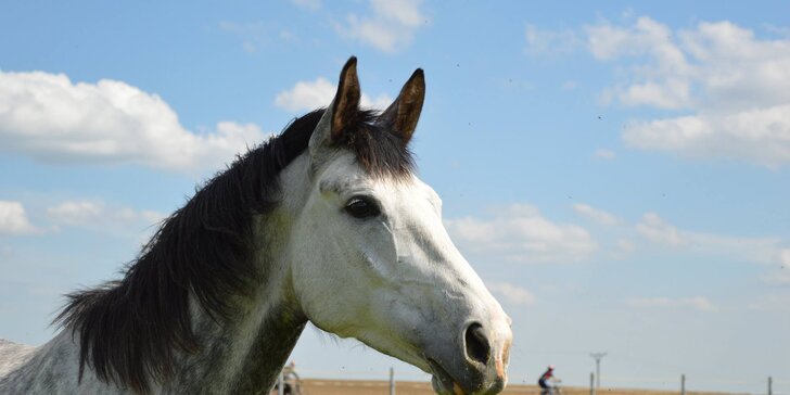 Hodina ve společnosti koní: seznámení se základní péčí o koně i jízda v délce 15 minut