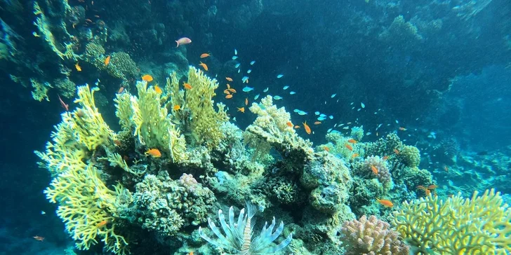 Mezinárodně platný potápěčský kurz pro začátečníky se školou Enjoy diving