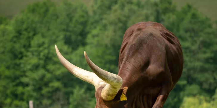 Vstupné na víkendové akce ve Farmaparku: celodenní program, vystoupení, známé osobnosti, zvířátka, atrakce