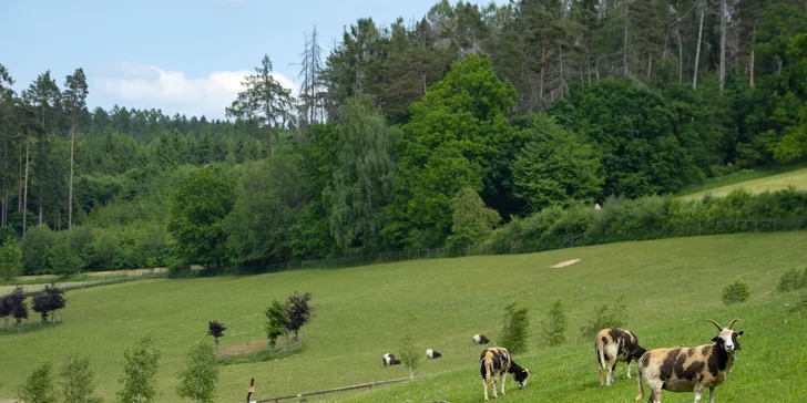 Vstupné na víkendové akce ve Farmaparku: celodenní program, vystoupení, známé osobnosti, zvířátka, atrakce