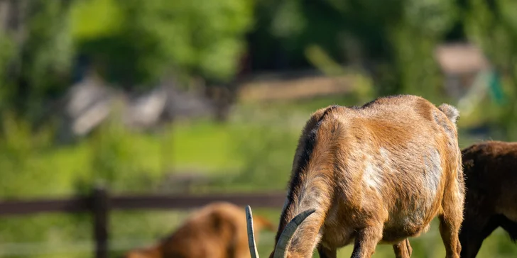 Vstupné na víkendové akce ve Farmaparku: celodenní program, vystoupení, známé osobnosti, zvířátka, atrakce