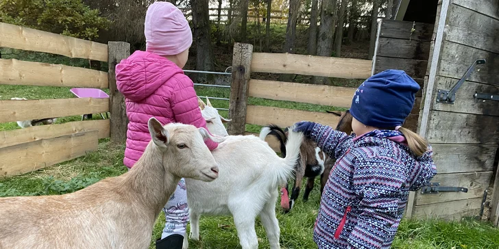 Zážitek s poníky a dalšími zvířátky v srdci Vysočiny na vyhlášené farmě Sýkorův Mlýn