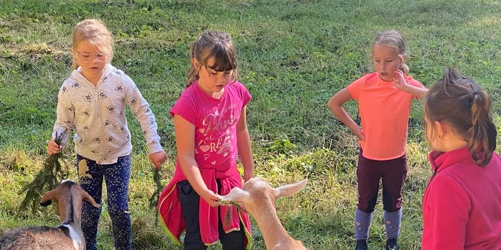 Zážitek s poníky a dalšími zvířátky v srdci Vysočiny na vyhlášené farmě Sýkorův Mlýn