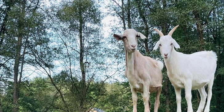 Zážitek s poníky a dalšími zvířátky v srdci Vysočiny na vyhlášené farmě Sýkorův Mlýn
