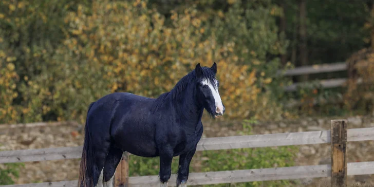Zážitek s poníky a dalšími zvířátky v srdci Vysočiny na vyhlášené farmě Sýkorův Mlýn