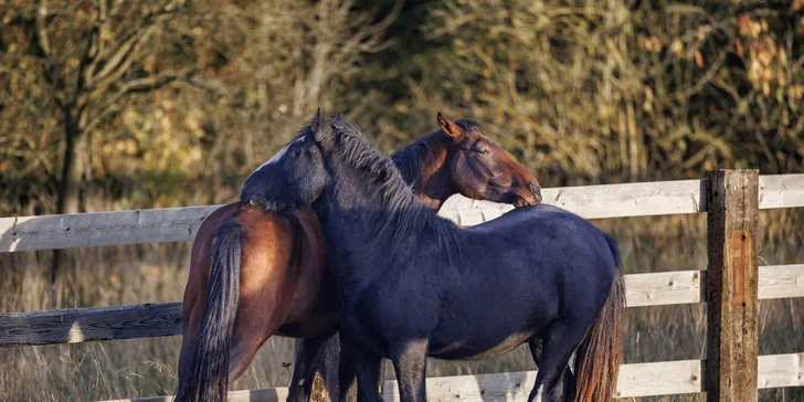 Zážitek s poníky a dalšími zvířátky v srdci Vysočiny na vyhlášené farmě Sýkorův Mlýn