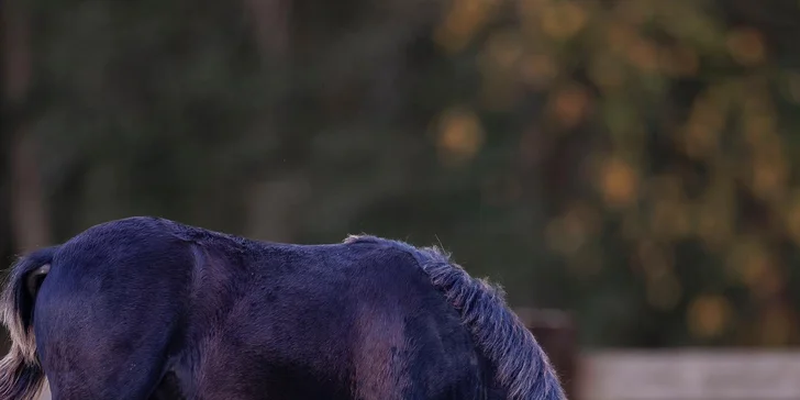 Zážitek s poníky a dalšími zvířátky v srdci Vysočiny na vyhlášené farmě Sýkorův Mlýn