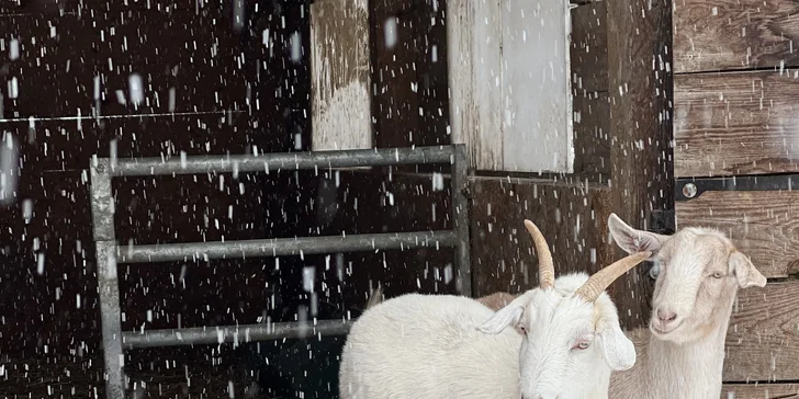 Zážitek s poníky a dalšími zvířátky v srdci Vysočiny na vyhlášené farmě Sýkorův Mlýn
