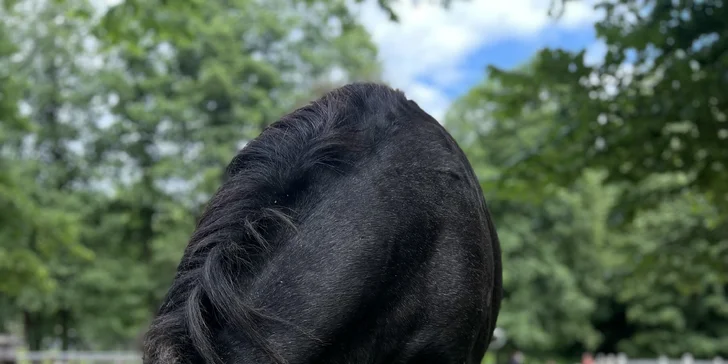 Zážitek s poníky a dalšími zvířátky v srdci Vysočiny na vyhlášené farmě Sýkorův Mlýn