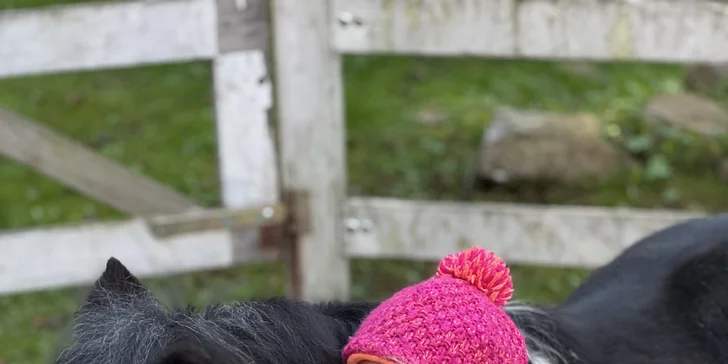 Zážitek s poníky a dalšími zvířátky v srdci Vysočiny na vyhlášené farmě Sýkorův Mlýn