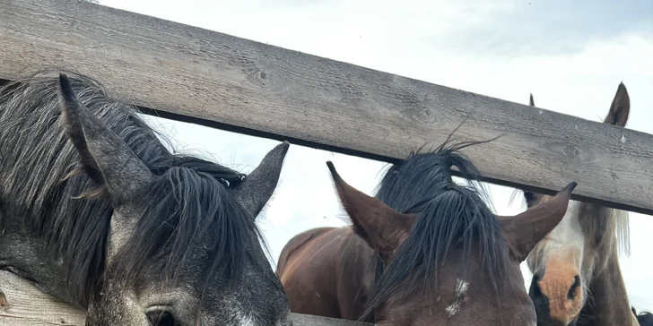 Zážitek s poníky a dalšími zvířátky v srdci Vysočiny na vyhlášené farmě Sýkorův Mlýn