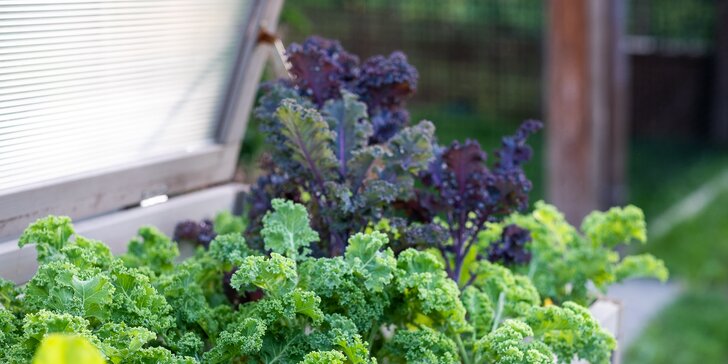 Jedlá zahrada: online kurz pěstování ovoce, zeleniny i bylinek s odborníky, které znáte z TV