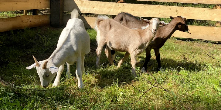 Zážitek s poníky a dalšími zvířátky v srdci Vysočiny na vyhlášené farmě Sýkorův Mlýn