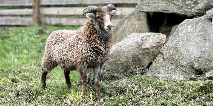 Zážitek s poníky a dalšími zvířátky v srdci Vysočiny na vyhlášené farmě Sýkorův Mlýn