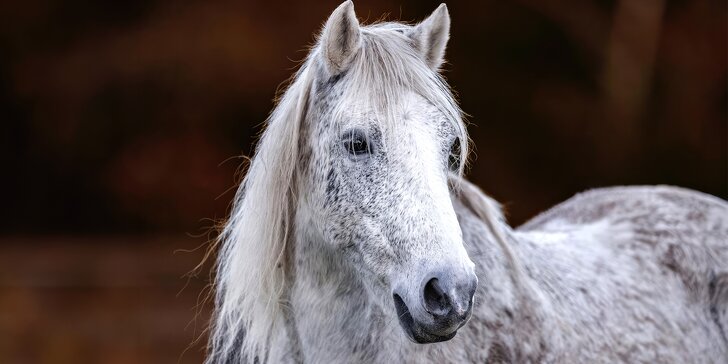 Zážitek s poníky a dalšími zvířátky v srdci Vysočiny na vyhlášené farmě Sýkorův Mlýn
