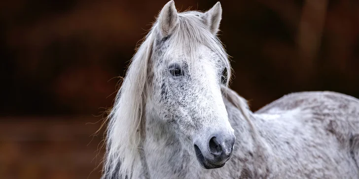 Zážitek s poníky a dalšími zvířátky v srdci Vysočiny na vyhlášené farmě Sýkorův Mlýn